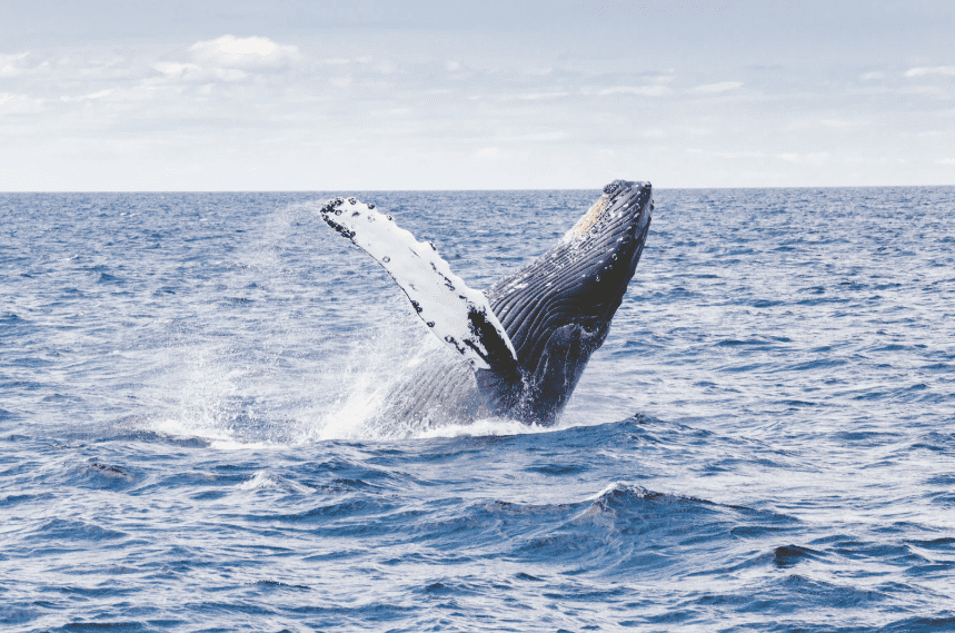 שחררו את ווילי: לא הלווייתן הקפיץ את ביטקוין ב-2017
