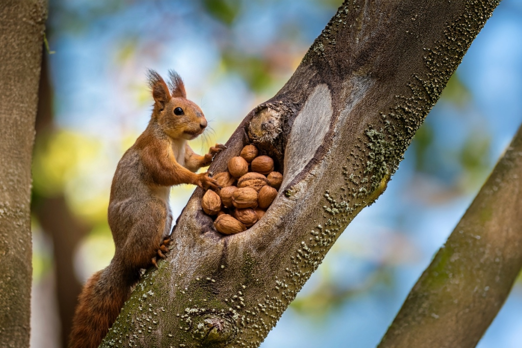 סנאי אדום יושב על ענף עץ, מגיע לתוך חלל מלא באגוזי מלך.