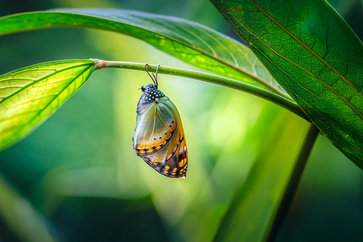 פרפר יוצא מגולם על ענף